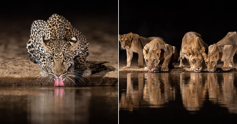 Kenya : il crée un point d'eau en pleine savane et réalise des photos exceptionnelles