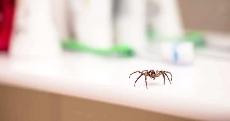Araignée : 12 astuces pour les faire fuir de sa maison sans les tuer
