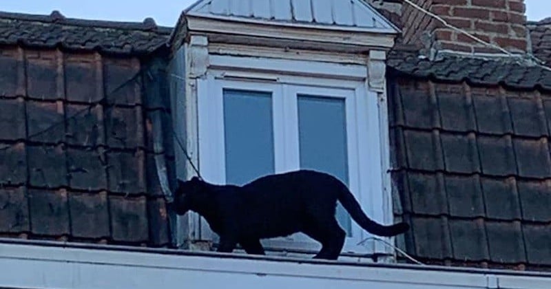 Une panthère noire aperçue en train de déambuler sur les toits d'un quartier d'Armentières