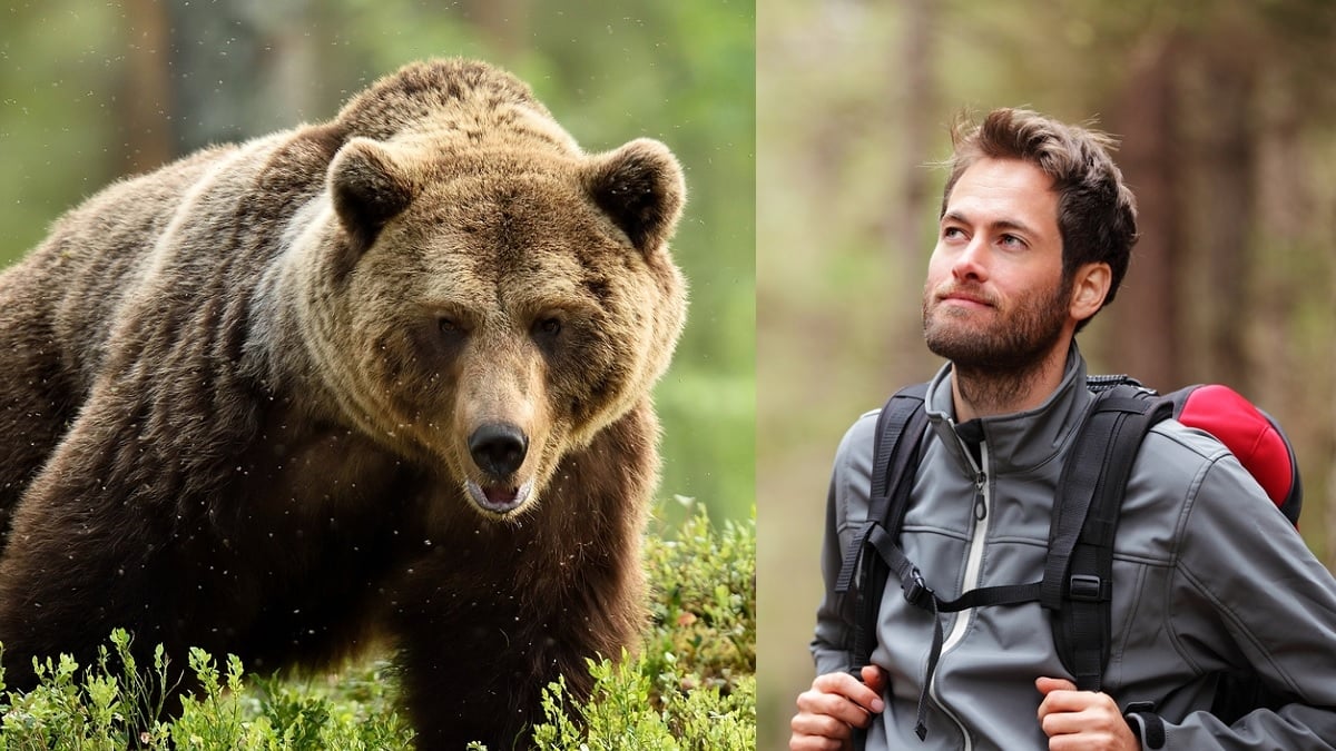 On a demandé aux femmes si elles préfèrent être coincées seules en forêt avec un ours ou un homme, leur réponse fait polémique