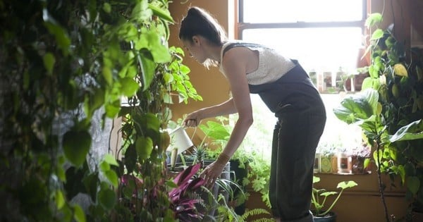 Cette femme a créé une véritable jungle dans son loft ! Elle possède plus de 500 plantes dans 100 m2...