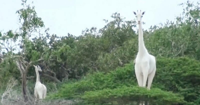 Des braconniers ont abattu l'unique girafe blanche femelle du Kenya et son petit