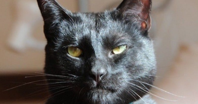 La folle annonce d'un refuge pour adopter « Mr Biggles » , la terreur des foyers, un matou acariâtre qui est « un véritable despote et un dictateur »