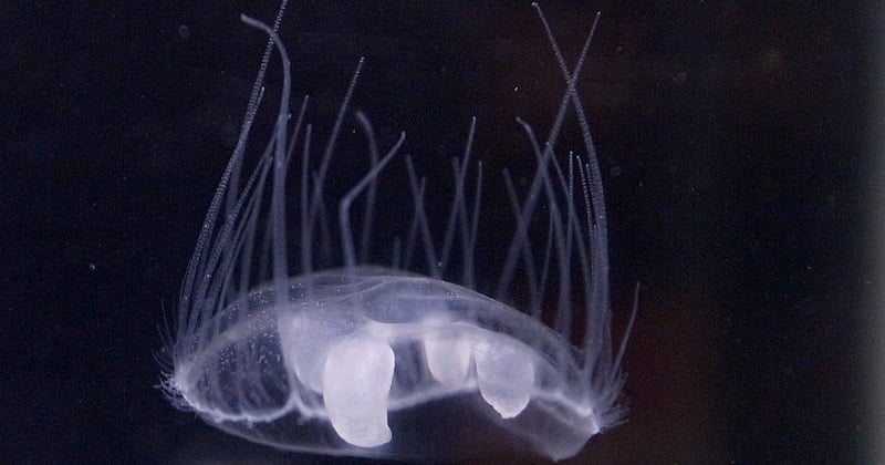 Alors qu'il se baigne dans un lac du Var, un jeune garçon aperçoit de nombreuses méduses autour de lui