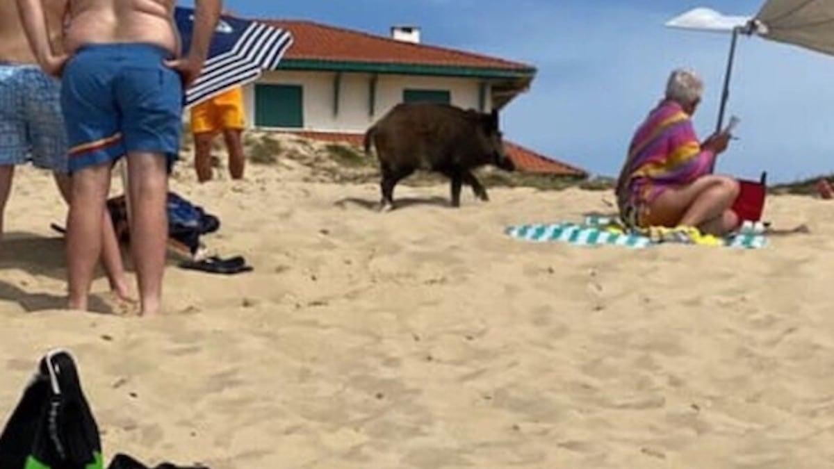 Un sanglier s'invite sur des plages landaises, la vidéo fait le buzz