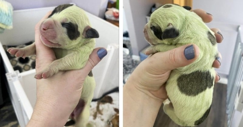Un chiot naît avec une fourrure verte, à la grande surprise de ses propriétaires	
