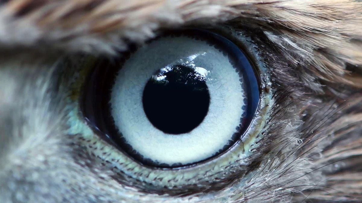Gros plan sur des yeux d'aigle