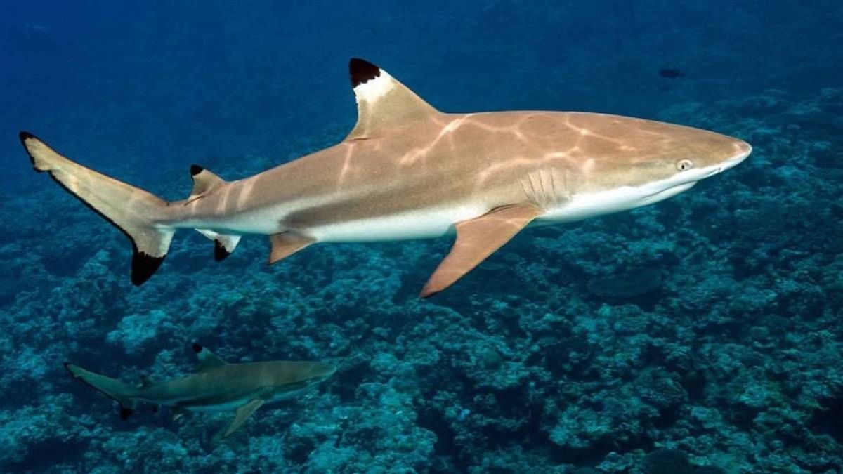 “Un sang-froid incroyable” : une fille de 10 ans sauve son petit frère d'une attaque de requin