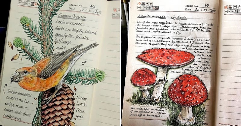 Dans ses carnets, cette illustratrice documente la faune et la flore qu'elle observe avec un talent incroyable