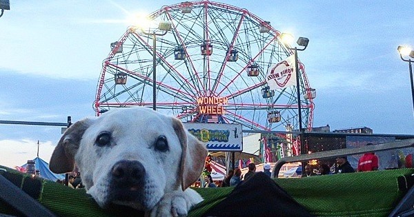 Un maître prouve à son chien qu'il l'aime plus que tout... Avant qu'il ne meure, il entreprend un dernier voyage. Emouvant.