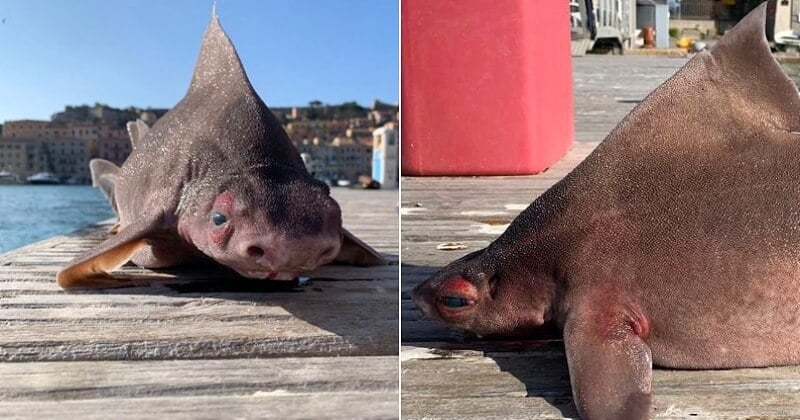 Ce requin à tête de cochon extrêmement rare a été découvert par les gardes-côtes italiens