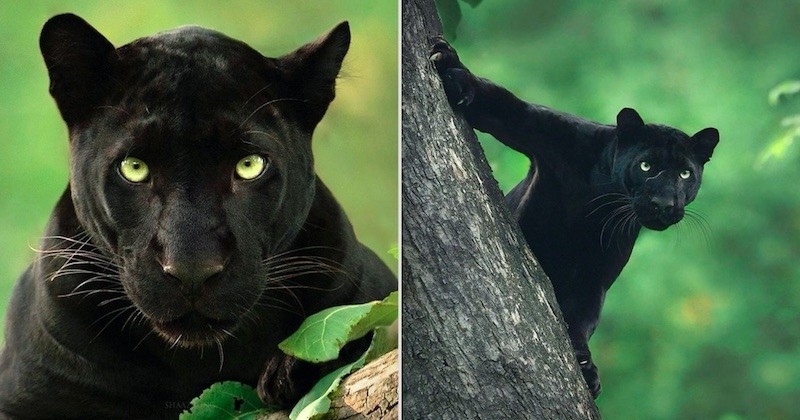 Fascine Par Les Pantheres Noires Ce Photographe A Eu Le Privilege D En Croiser Une Et L A Immortalisee