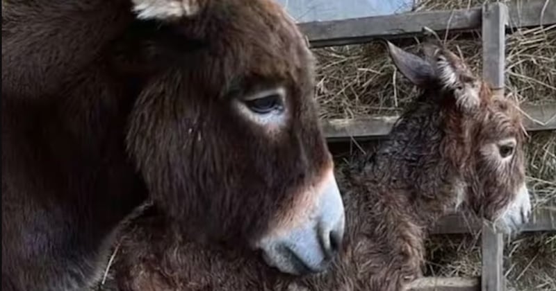 En Angleterre, l'ânesse qui se laissait mourir de chagrin depuis le vol de son bébé vient de le retrouver 