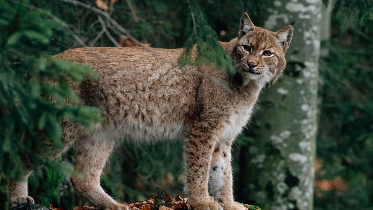 VIDÉO : il croise un lynx durant son footing en forêt, l'animal se laisse filmer sur des images exceptionnelles