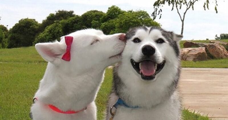 21 photos attendrissantes d'animaux qui célèbrent aussi la Saint-Valentin