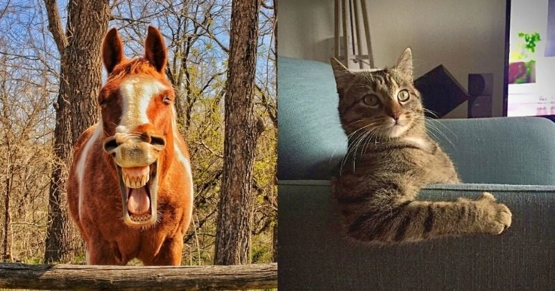 25 photos hilarantes de nos animaux domestiques issues du concours Comedy Pet Photography Awards