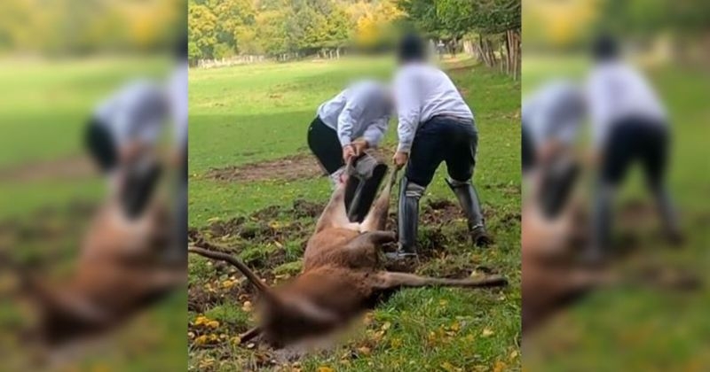 « Un acte cruel et illicite » : des chasseurs abattent un cerf handicapé, à moins de 100 m d'une habitation