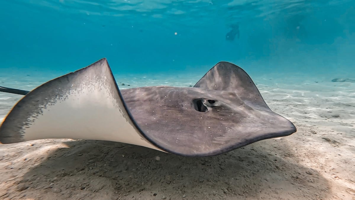 Une raie fécondée par un requin ? Une grossesse mystère dans un aquarium trouble les scientifiques