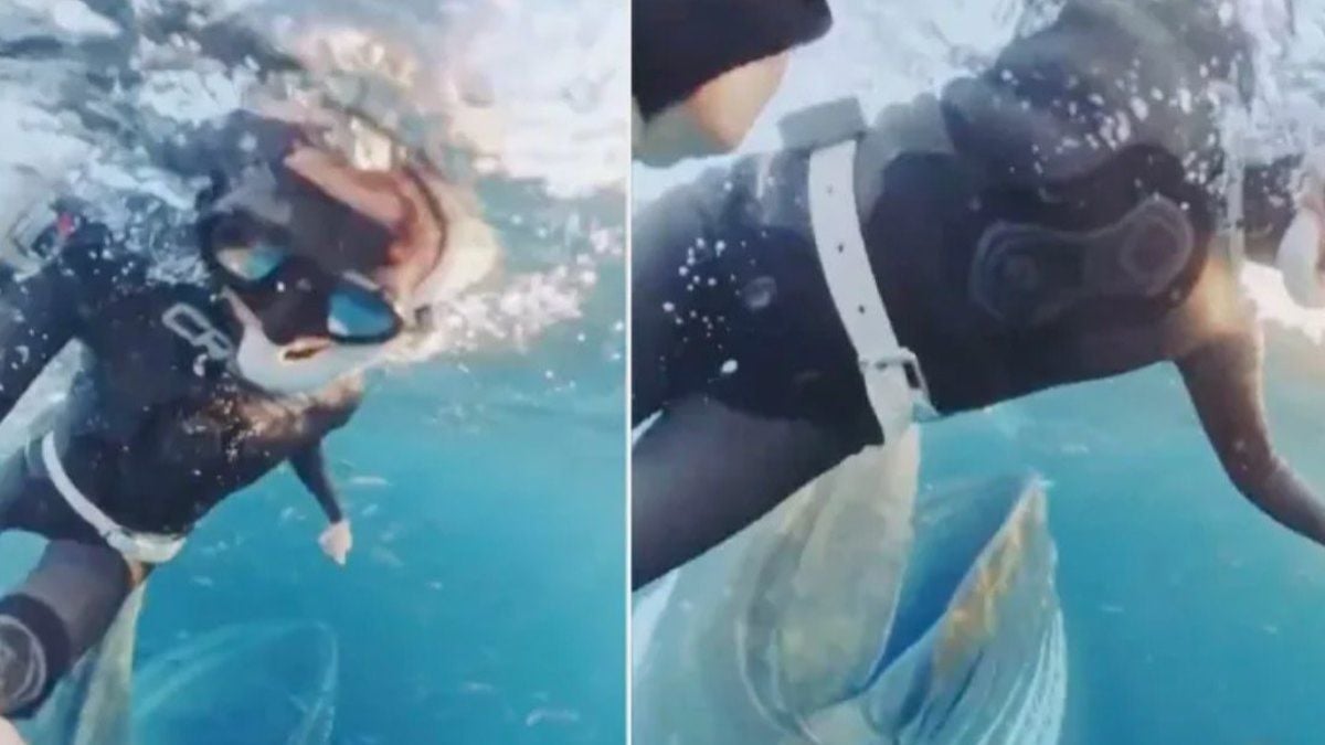 Une plongeuse filme une énorme baleine qui fonce sur elle pour l'avaler, la vidéo terrifie les internautes