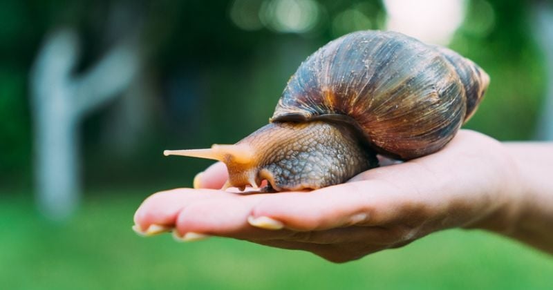 Des escargots géants, considérés comme les plus dangereux au monde, envahissent une ville et sèment la panique