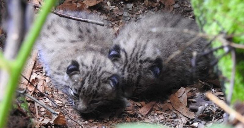 Vosges : naissance de deux lynx boréal, une première depuis le 17ème siècle 