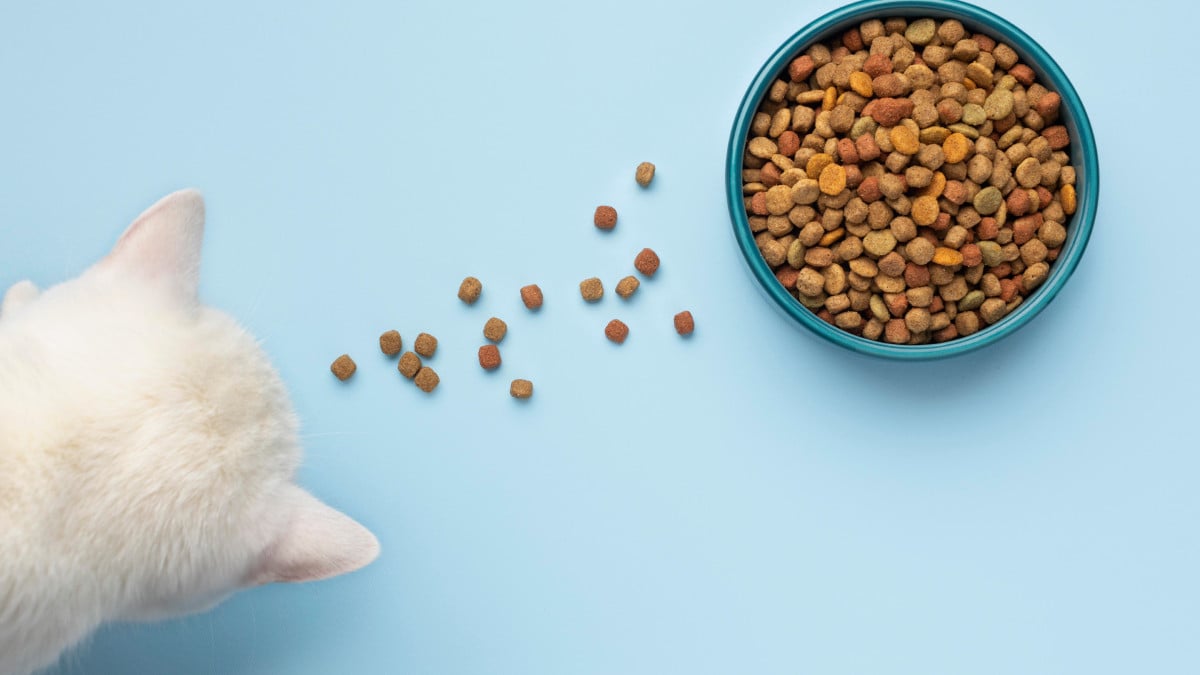 Tous les conseils pour bien nourrir son chat