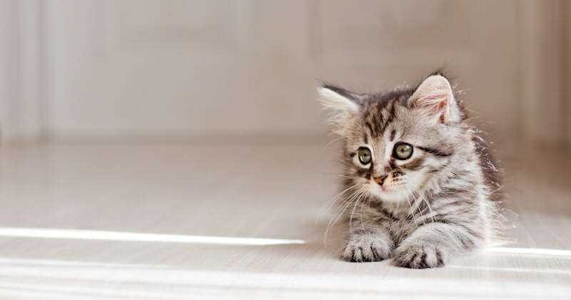 Le gouvernement veut sanctionner les propriétaires de chats non-identifiés afin de lutter contre l'abandon