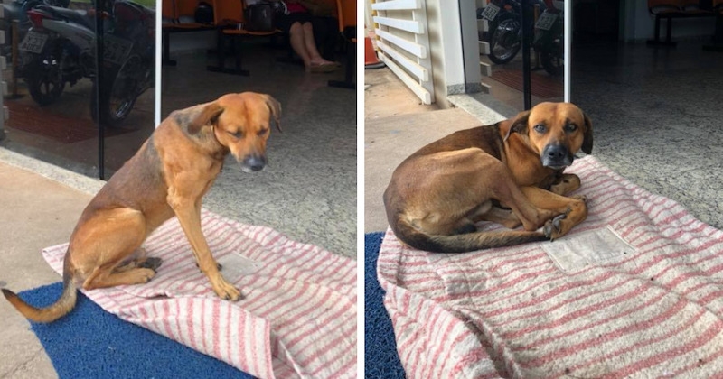 Quatre mois après le décès de son maître à l'hôpital, ce chien attend toujours son retour devant l'entrée