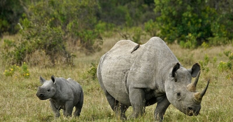 Avec le confinement, le braconnage de rhinocéros explose en Afrique
