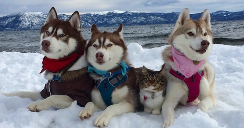 Sauvé de la mort par trois huskies, ce chaton a développé une amitié incroyable avec eux