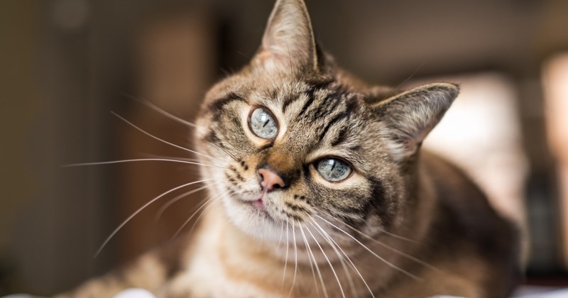 Une femme enceinte apprend que son petit ami veut donner à son fils le prénom du chat de son ex