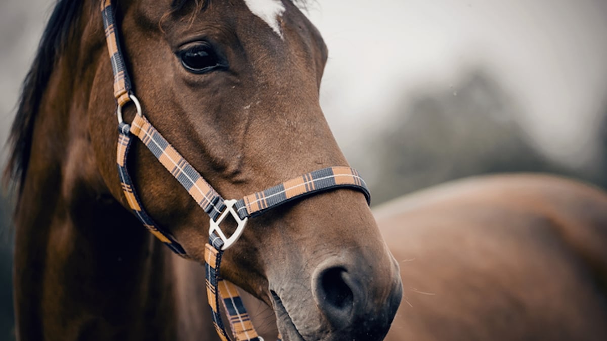 En s'échappant de son box dans la soute, un cheval contraint l'avion à faire demi-tour