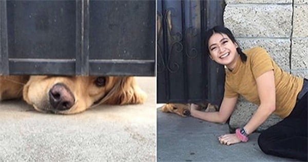 Tous les jours, Ralph le chien attend impatiemment le nez collé sous le portail la venue de sa meilleure amie pour lui dire bonjour : c'est trop beau !