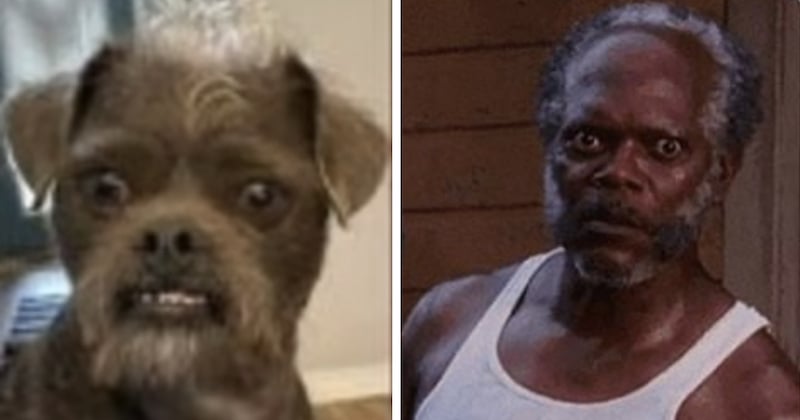 Ce chien a des faux airs de... Samuel L. Jackson !