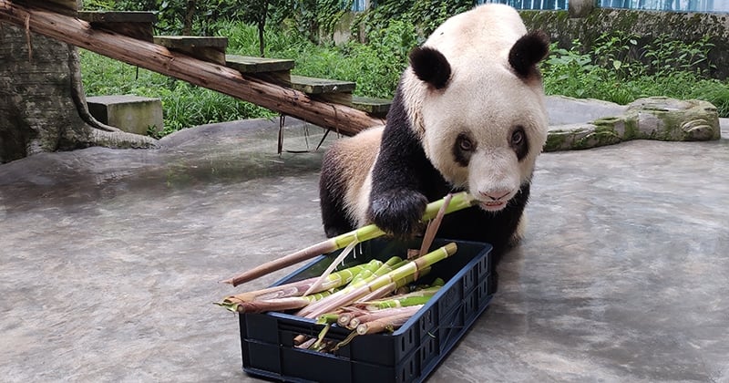 Xin Xing, le plus vieux panda en captivité au monde est mort à 38 ans