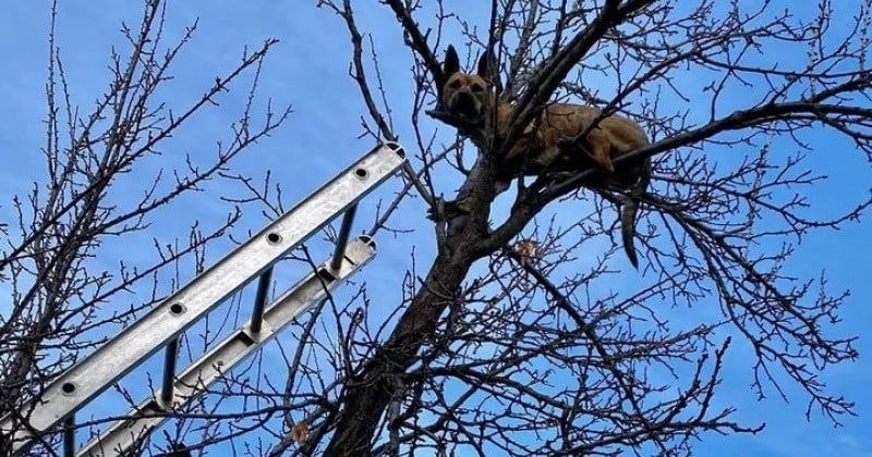 These firefighters intervened to save… a dog stuck in a tree