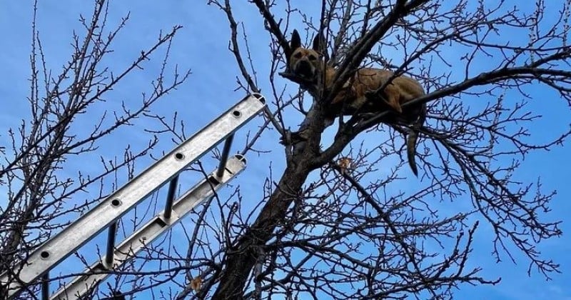 Ces pompiers sont intervenus pour sauver... un chien coincé dans un arbre