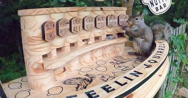 Dans l'Ohio, un homme a construit un bar extérieur pour les écureuils de son quartier