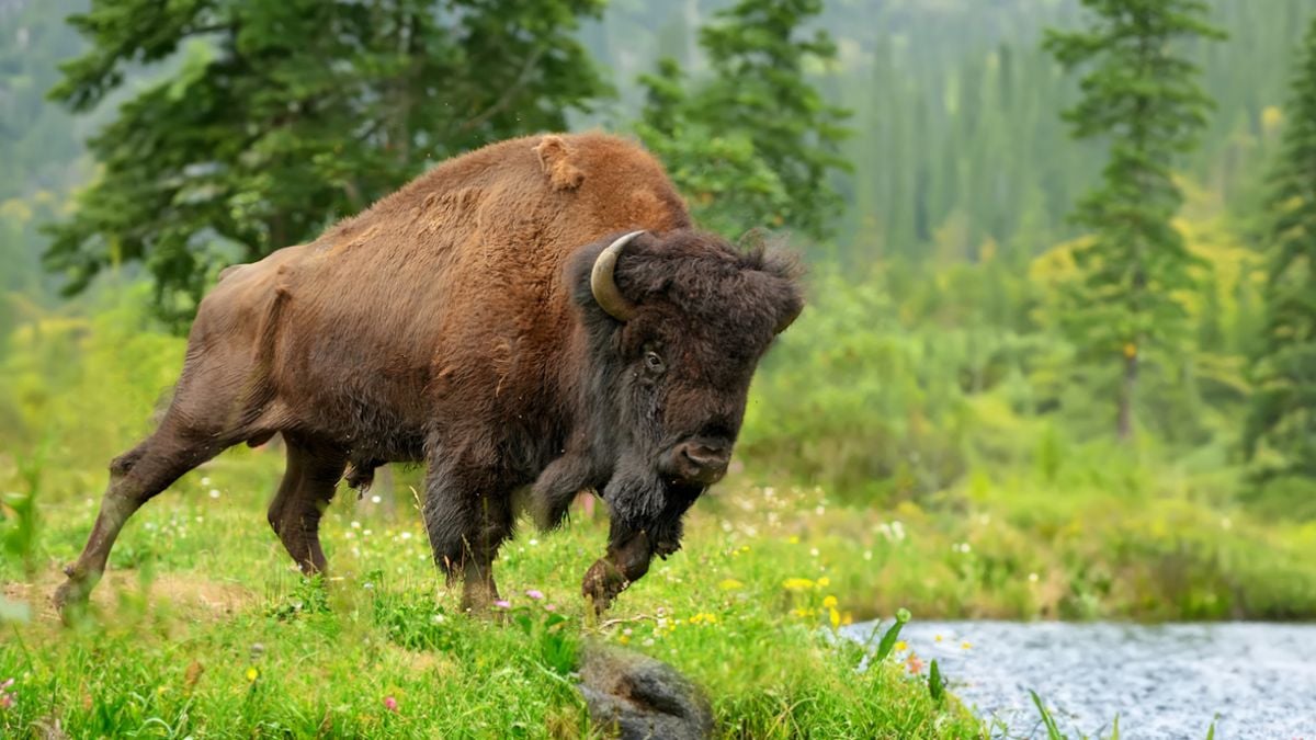 Un touriste se fait encorner par un bison après s'être approché trop près de l'animal 
