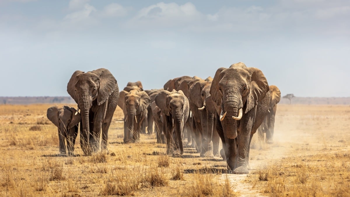 Les éléphants d'Afrique seraient les premiers animaux à se donner des noms, selon une étude