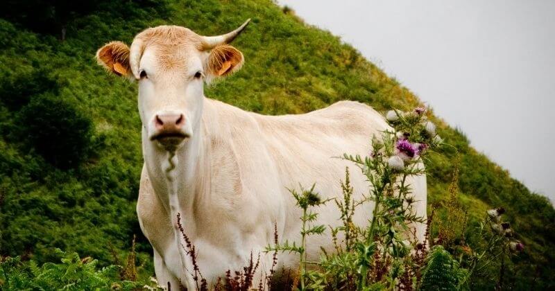 Condamnée à l'abattoir, cette vache a fui pendant des heures avant d'être récupérée	