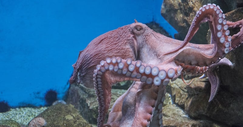 Royaume-Uni : les poulpes, les crabes et les homards reconnus comme des êtres sensibles par la loi