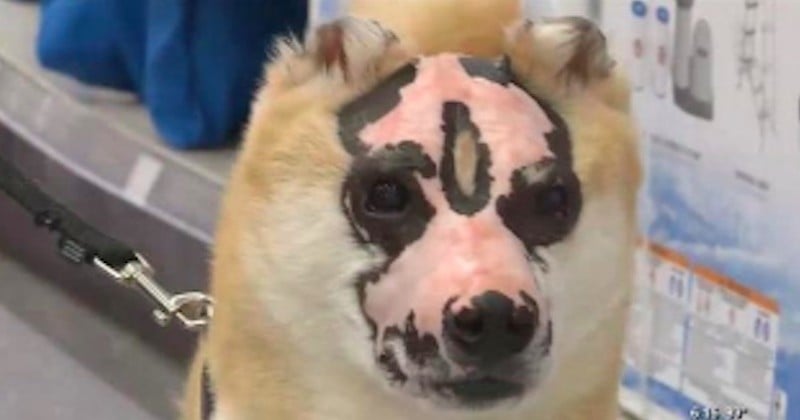 Ce jeune Shiba Inu, brûlé sur une partie du corps, devient un chien de thérapie pour les brûlés