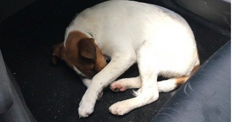 Une pétition pour retrouver ceux qui ont tué Noé, un jeune chiot Jack Russel, à coups de pied