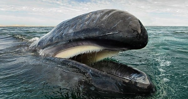Un photographe a immortalisé des images incroyables de baleines et de dauphins pendant 25 ans