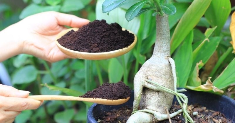 Voici comment utiliser le marc de café pour ses plantes