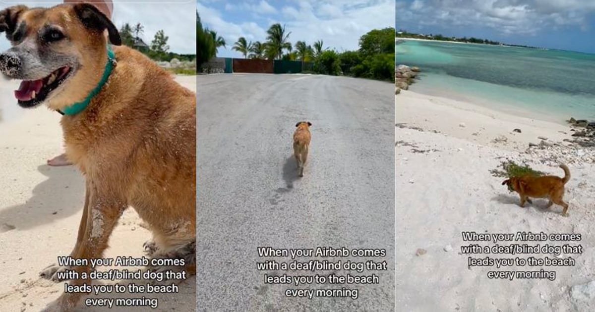Dans ce Airbnb, un chien sourd et aveugle vous accompagne jusqu'à la plage tous les matins