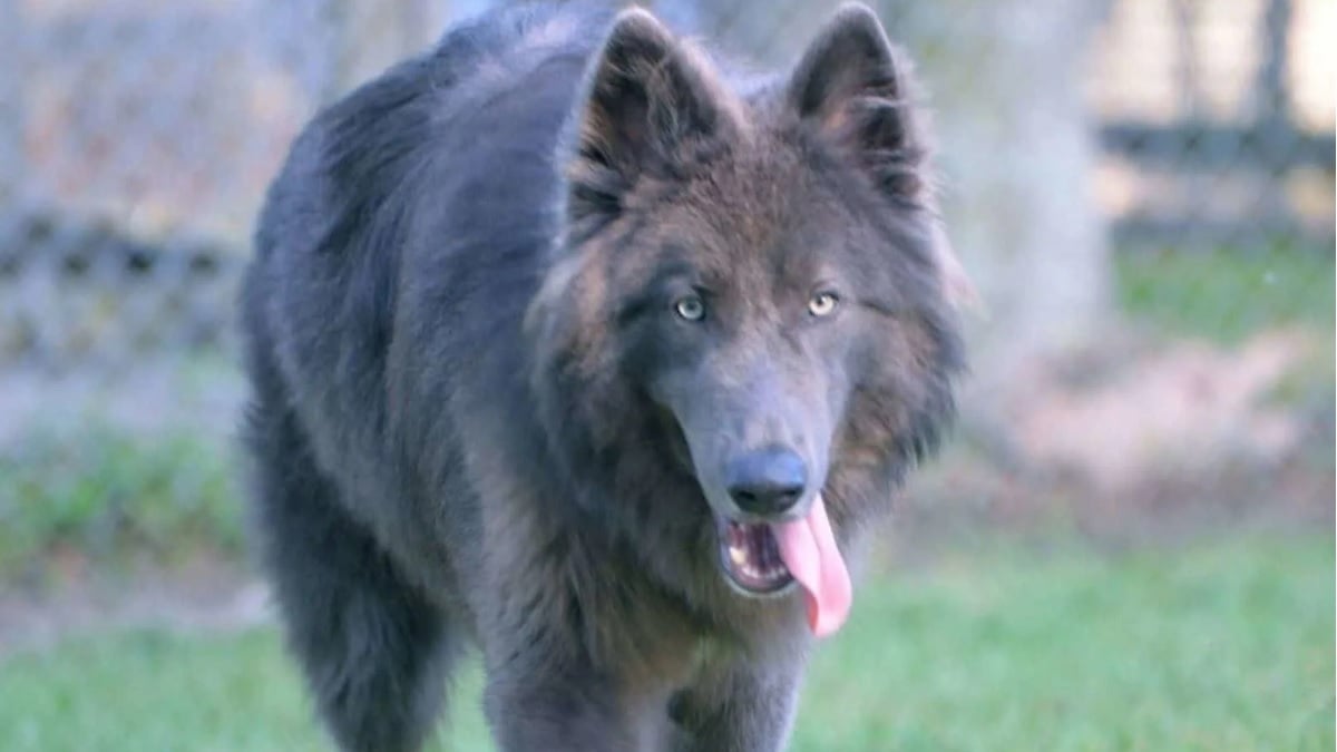 Elle ne trouve pas la race de chien qui lui convient, elle décide d'en créer une nouvelle