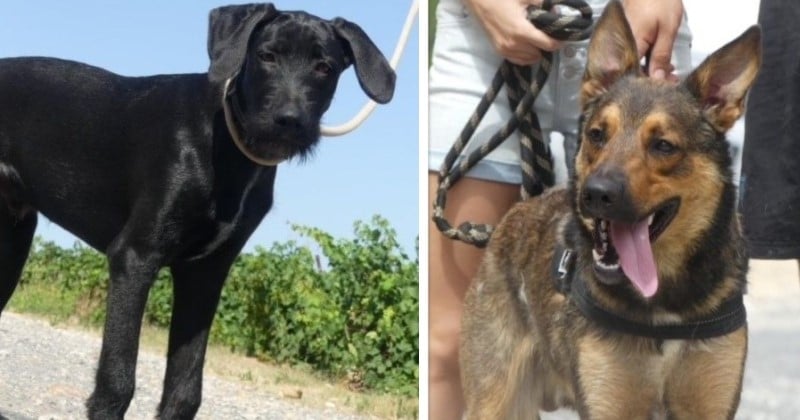 Perpignan : des chiens donneurs de sang escortés en urgence par la police pour sauver une chienne en danger