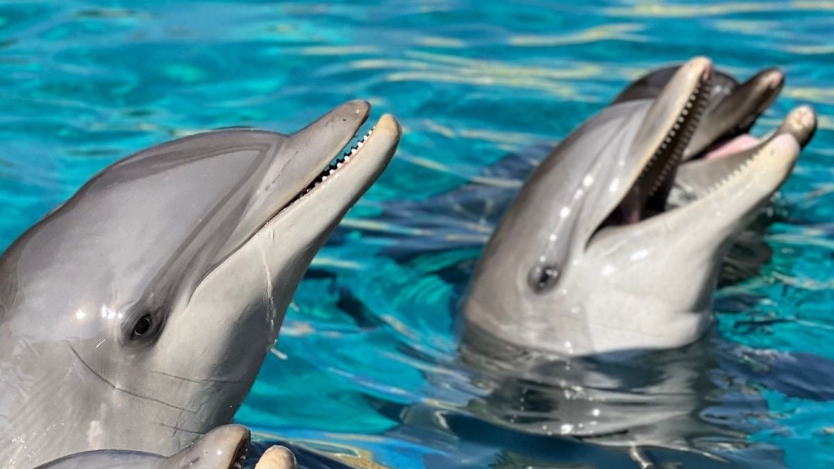 Les 12 dauphins du parc Marineland pourraient être transférés au zoo de Beauval... mais devront attendre 2 ans